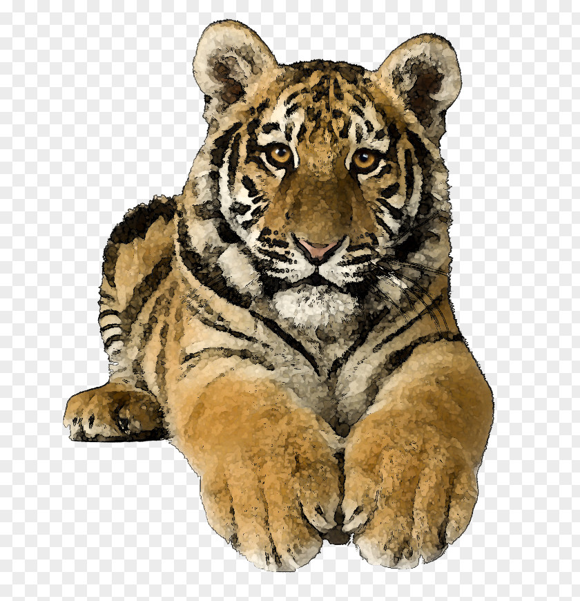 Tiger Bengal Cat Siberian Felidae Clip Art PNG