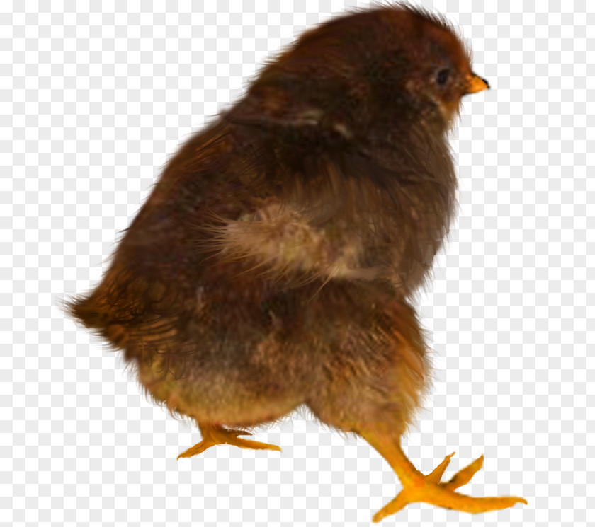 Chicken Desktop Wallpaper Animal PNG