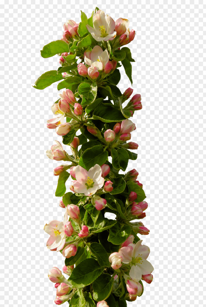 Flower Floral Design Blossom PNG