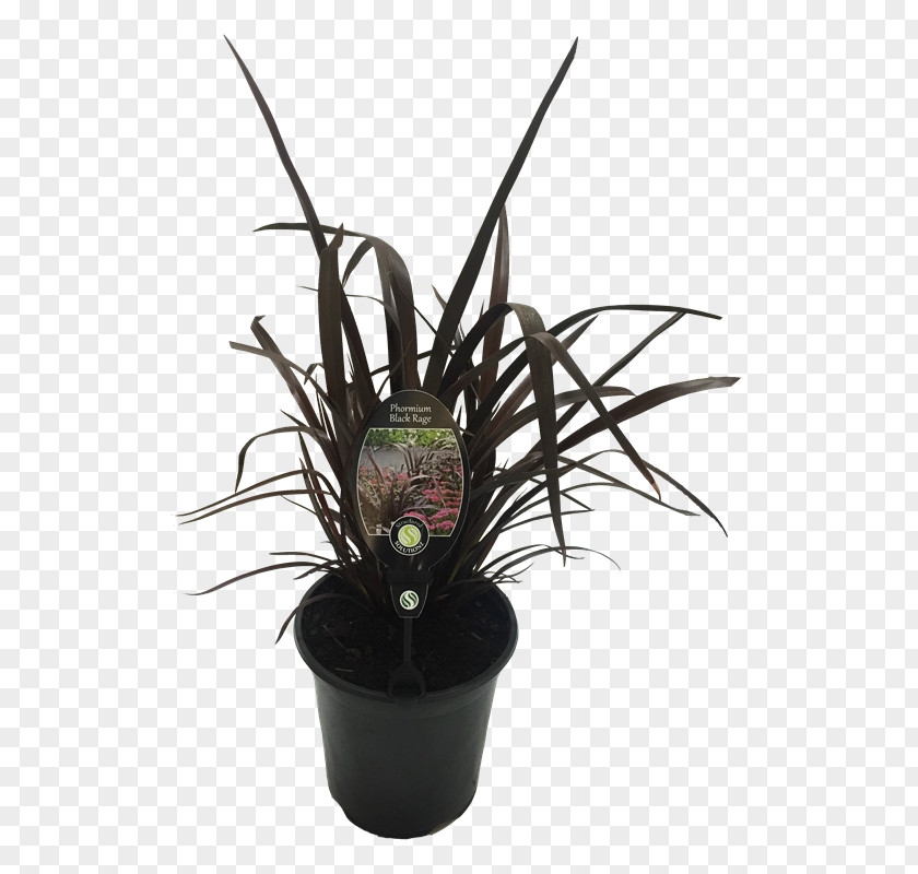 Flower Flowerpot Citroën Cactus M Houseplant PNG