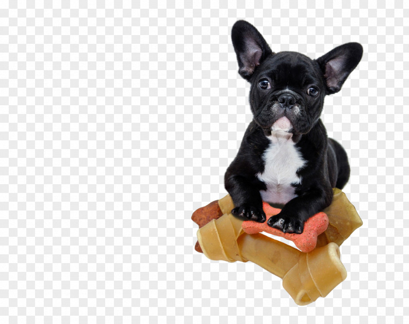 FRENCH BULLDOG French Bulldog Shar Pei Bichon Frise Puppy PNG