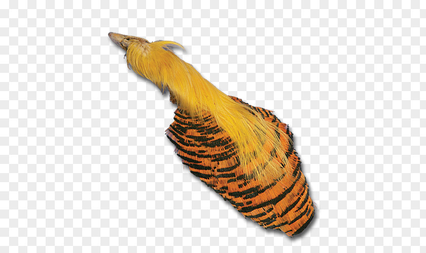 Golden Pheasant Insect Wing Feather Beak Tail PNG