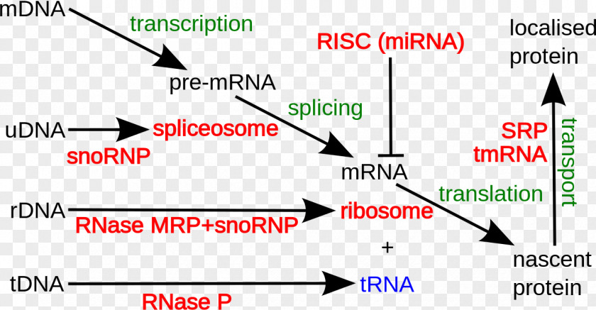 Non-coding RNA DNA Coding Region Ribosomal PNG
