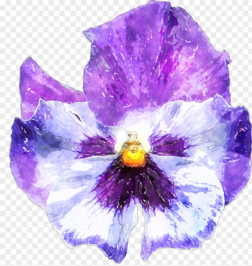 Pansy Winnie-the-Pooh Plant Piglet Violet PNG