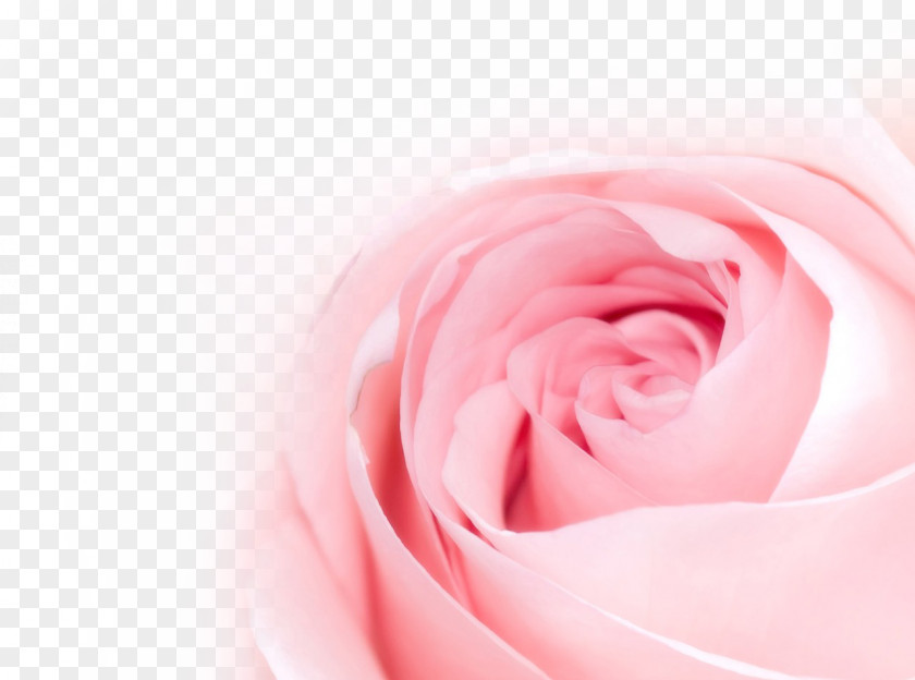 Rose Table Flowers Flower Bouquet Pink PNG