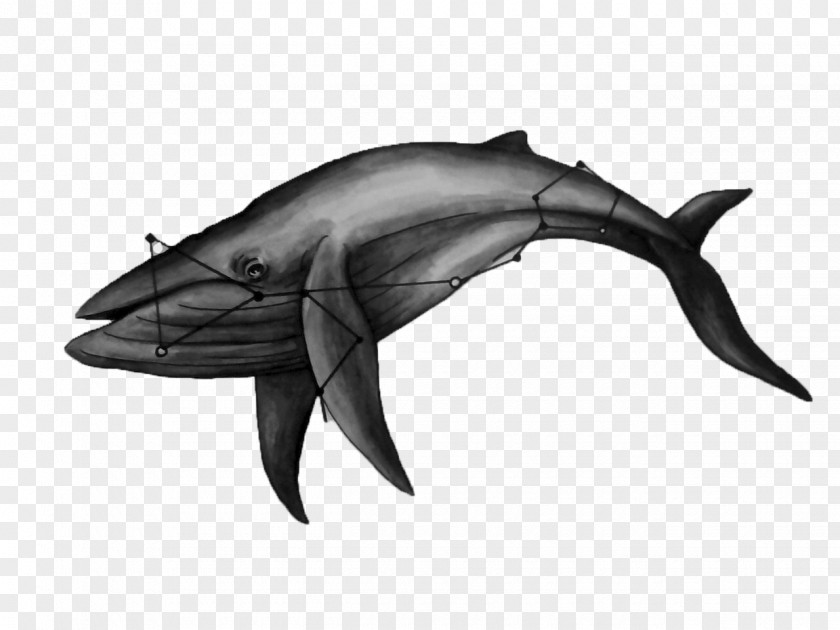 Whale Dolphin Drawing Cetacea Marine Mammal PNG