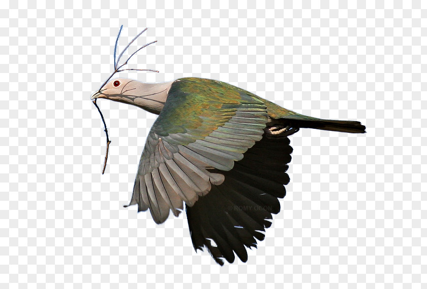 Bird Beak Green Imperial Pigeon Kingfisher Clip Art PNG