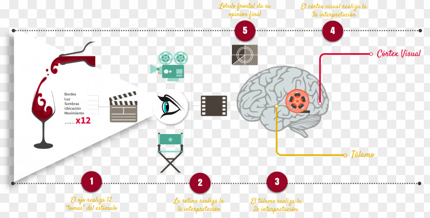 Brain Visual Perception Agy Eye PNG