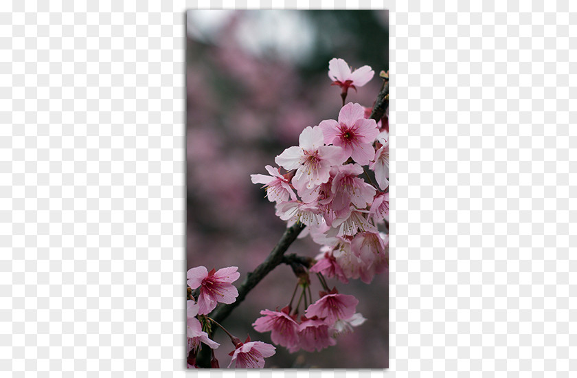 Cherry Blossom Free Material IPhone 4 Desktop Wallpaper 6 PNG