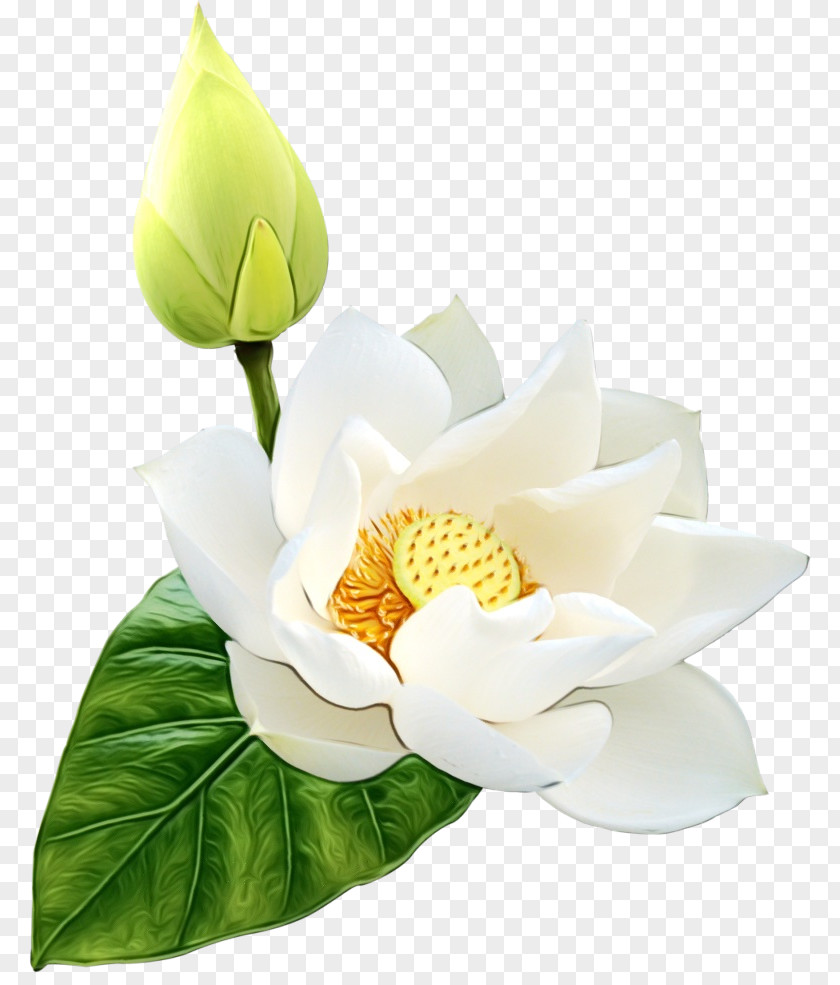 Clip Art Vector Graphics Nymphaea Nelumbo Image PNG