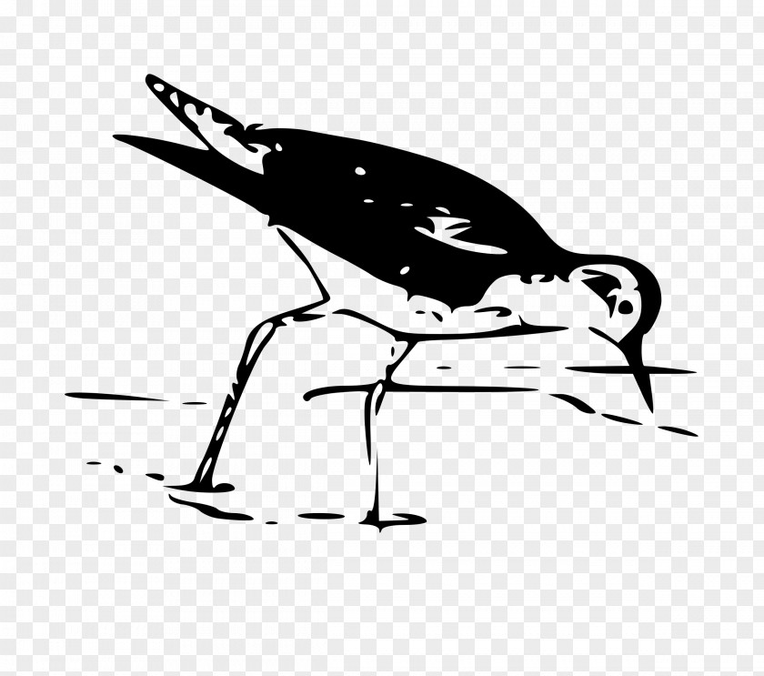 Flying Bird European Herring Gull Wader Clip Art PNG