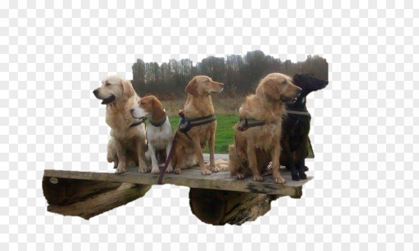 Golden Retriever Puppy Dog Breed Sporting Group PNG