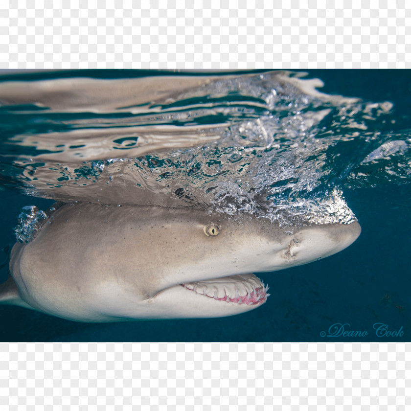 Lemon In The Microwave Great White Shark Tiger Lamniformes Water Requiem Sharks PNG