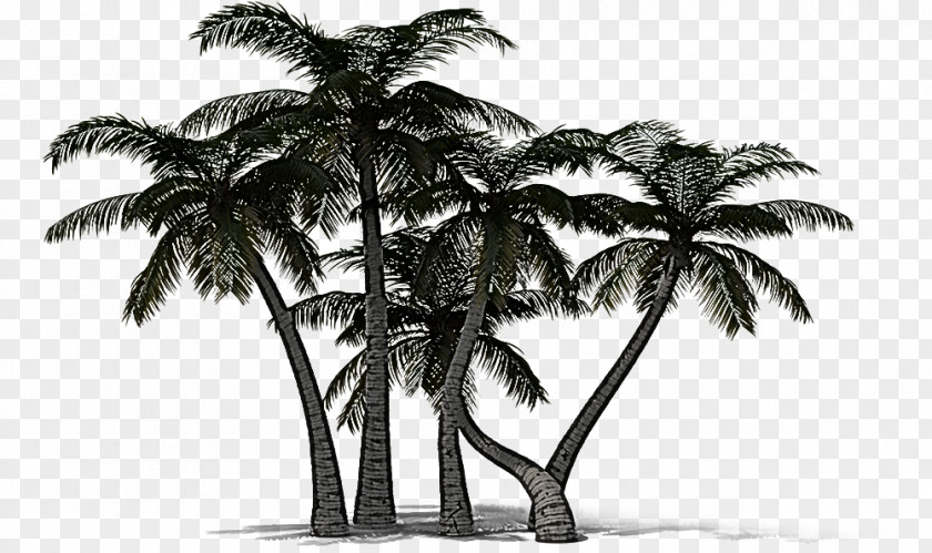 Monochrome Photography Attalea Speciosa Palm Tree PNG