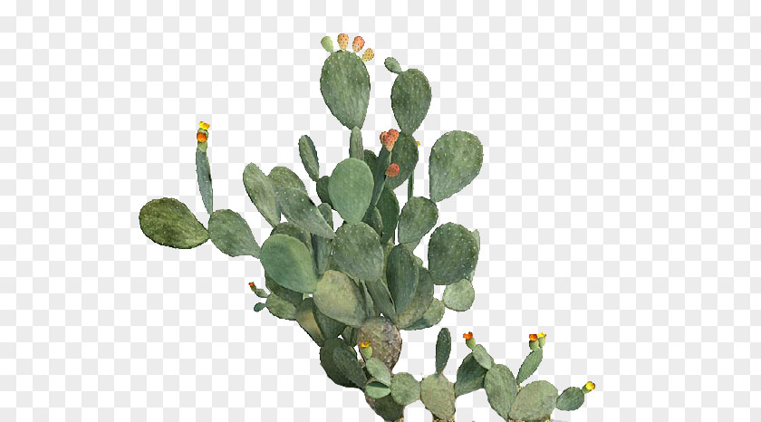 Plant Barbary Fig Eastern Prickly Pear Cactaceae Beavertail Cactus PNG