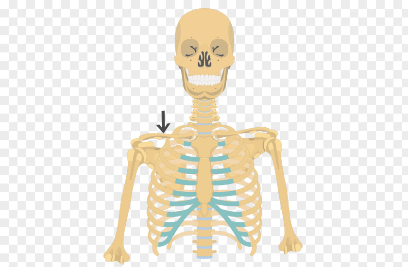 Skeleton Rib Cage Human Anatomy Clavicle PNG