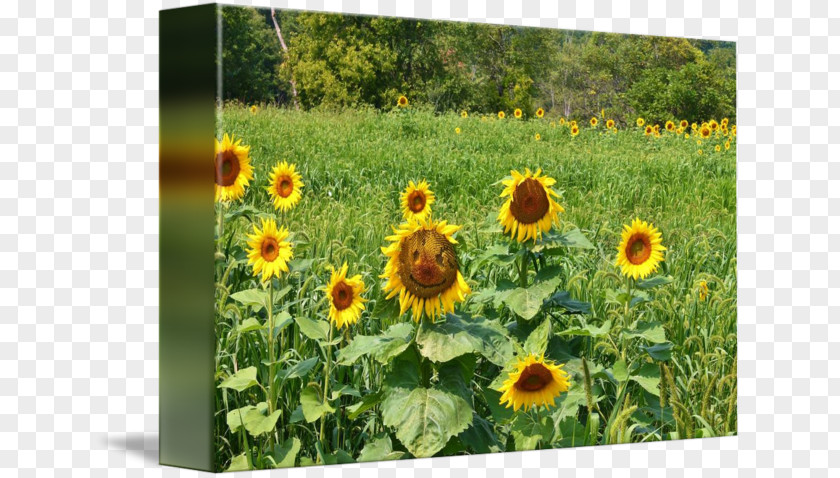 Sunflower Field Common Seed Meadow Wildflower Annual Plant PNG