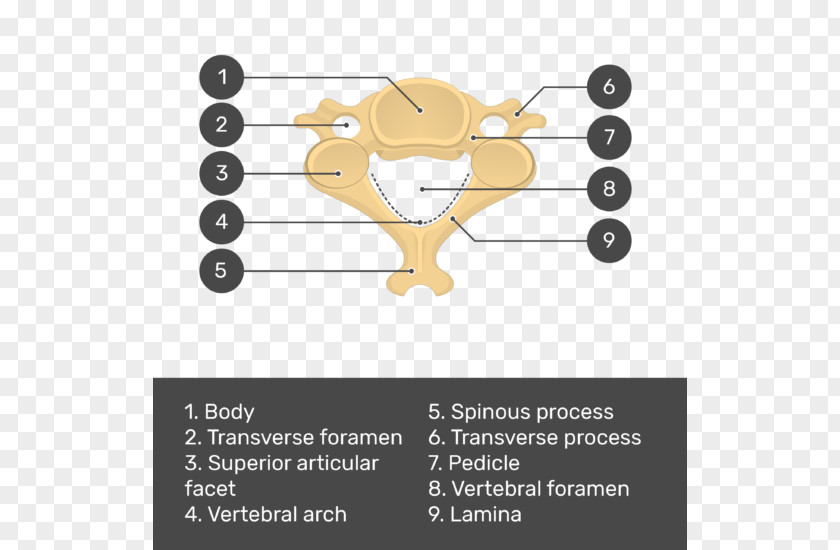 Vertebral Column Cervical Vertebrae Foramen Axis PNG