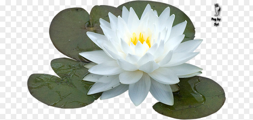 Water Tube Sacred Lotus Flower Schoonheidssalon De Watertuyn Barneveld Clip Art PNG