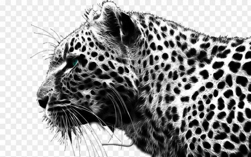 Cheetah Leopard Black Panther Lion Wallpaper PNG