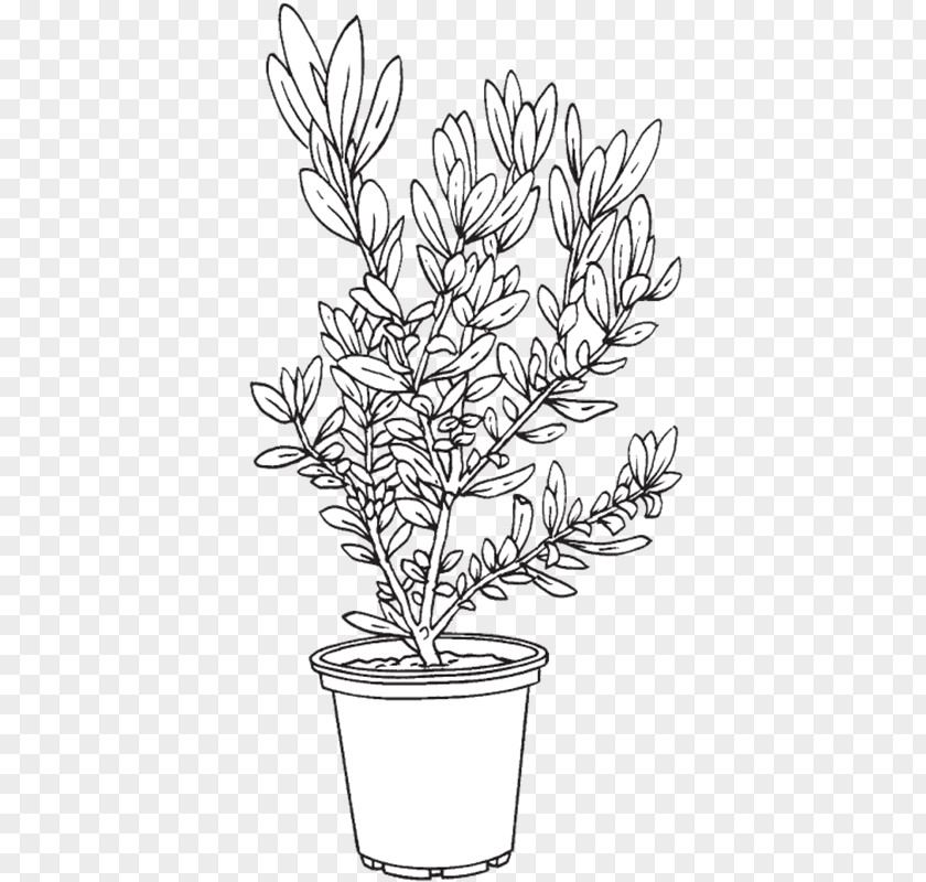 Encore Azalea Bushes Twig Flowerpot Food Plant Stem PNG