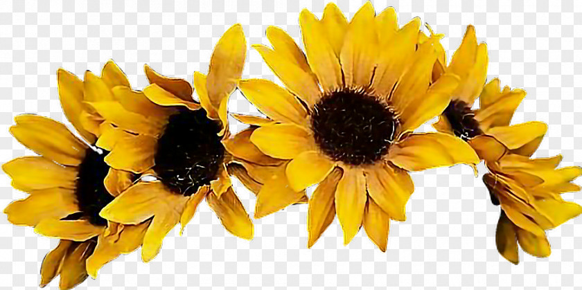 Flower Common Sunflower Crown Image PNG