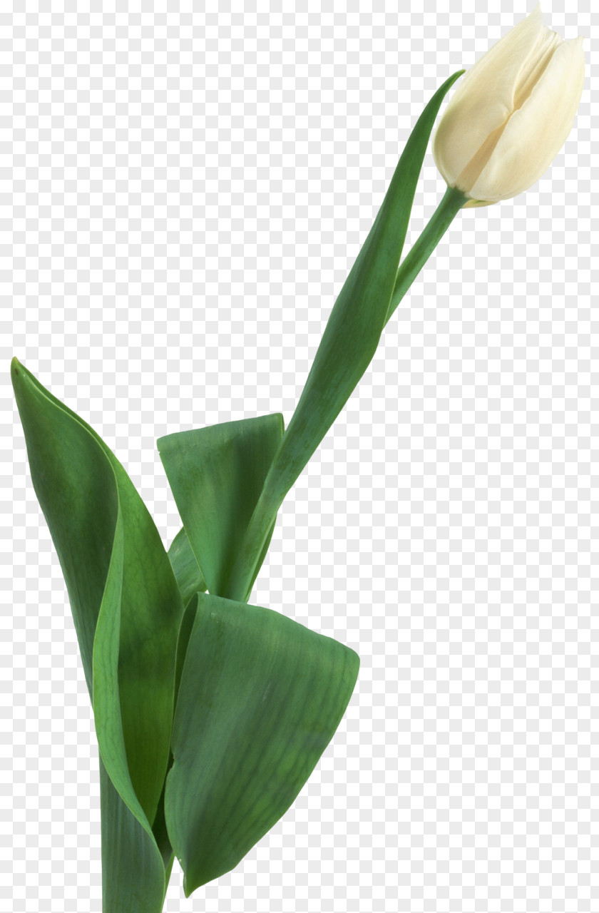 Tulip Cut Flowers Plant Stem PNG