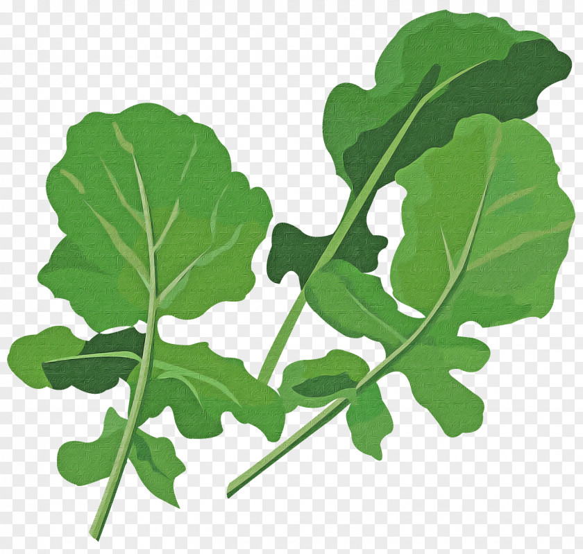 Annual Plant Food Leaf Flower Green Flowering PNG