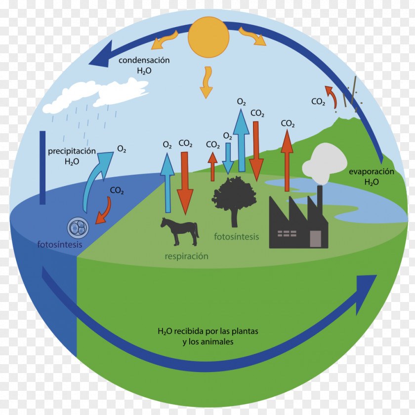 Bicycle Oxygen Cycle Carbon Dioxide Water PNG