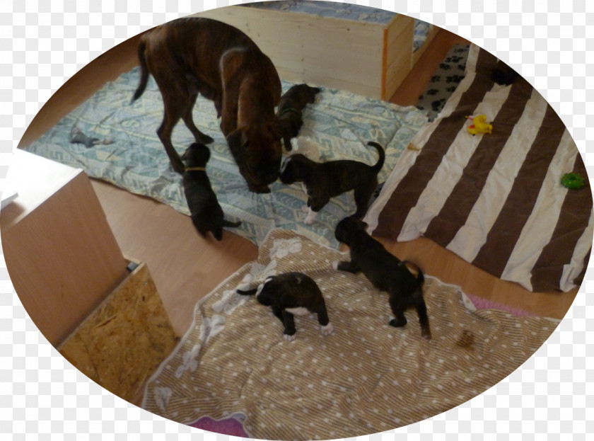 Dog Boxerzwinger Von Der Großen Zeder Puppy Litter Amun PNG