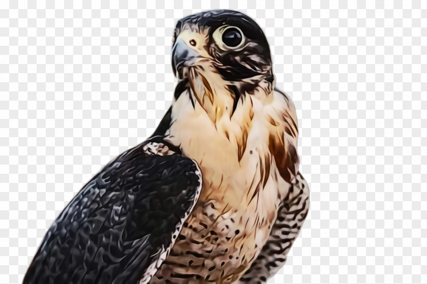 Kite Sharp Shinned Hawk Bird Peregrine Falcon Of Prey Beak PNG