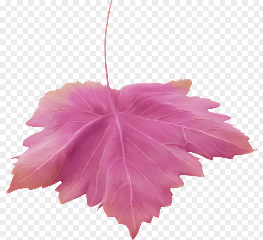 Leaf Maple Petal Flower Painting PNG