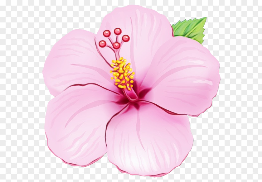 Perennial Plant Mallow Family Drawing Of PNG