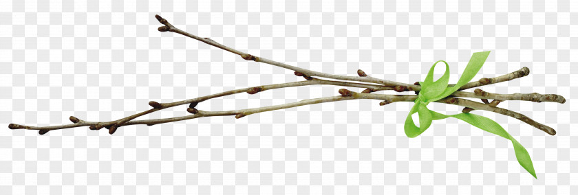 Tree Branch Leaf Willow Clip Art PNG