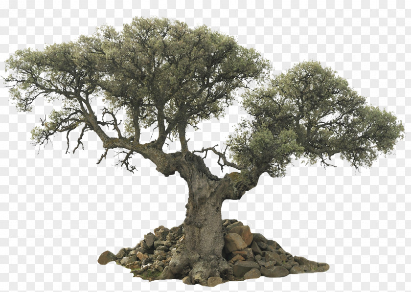 Trees Tree Evergreen Olive Desktop Wallpaper PNG