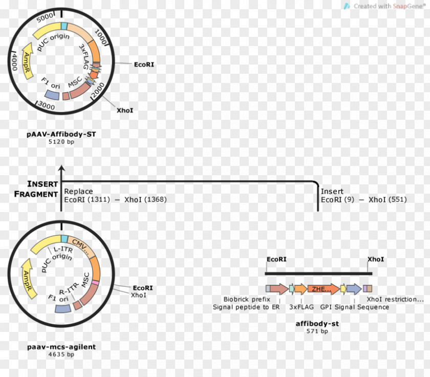 Cancer Cell Germ Map International Genetically Engineered Machine DCas9 Activation System Plasmid Cloning Adeno-associated Virus PNG