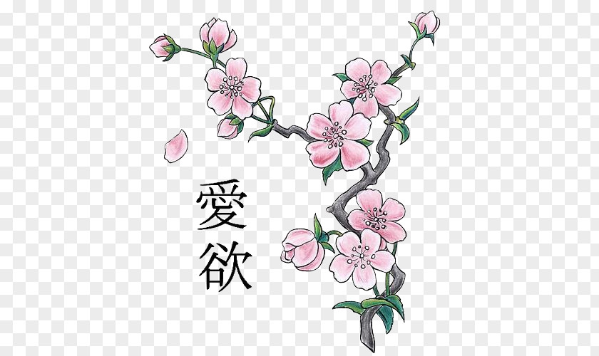 Cherry Blossom Drawing PNG