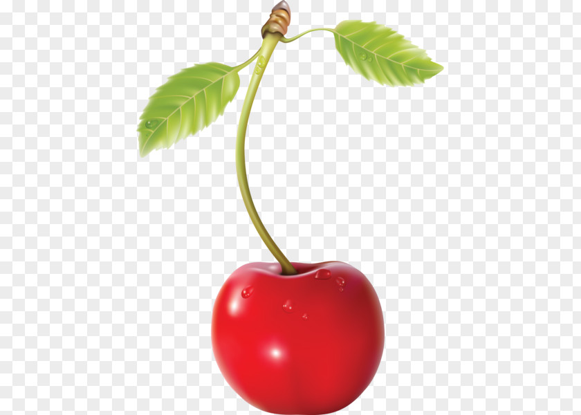 Cherry Cerasus PNG