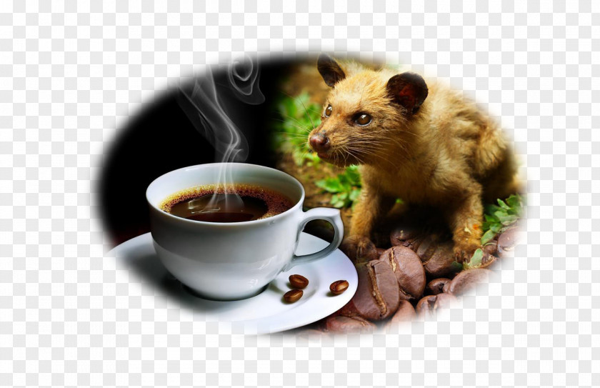 Coffee Kopi Luwak Bean Asian Palm Civet Indonesian Cuisine PNG