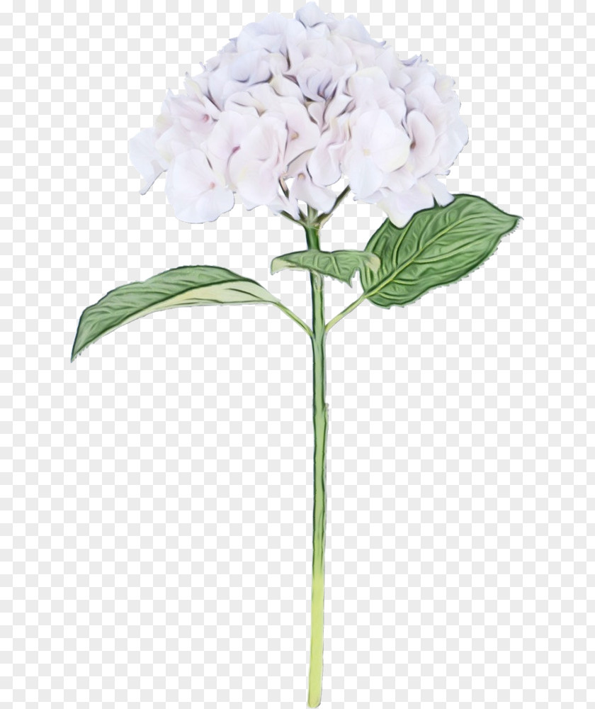 Garden Phlox Cornales Flowers Background PNG