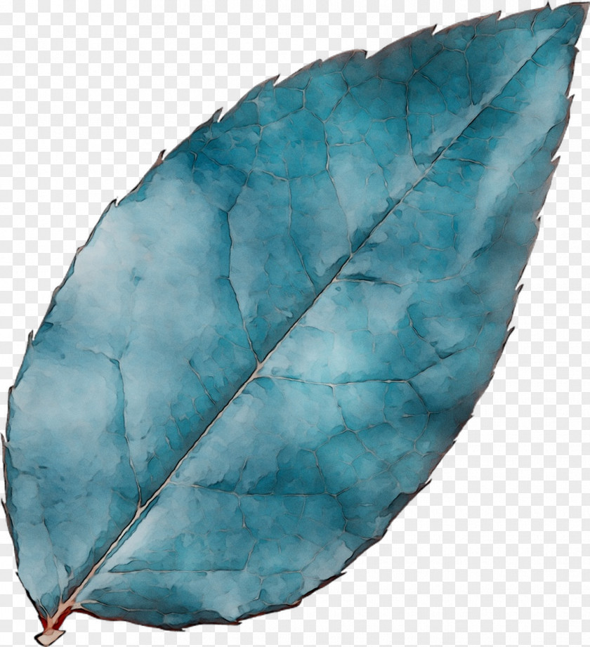 Leaf Turquoise PNG