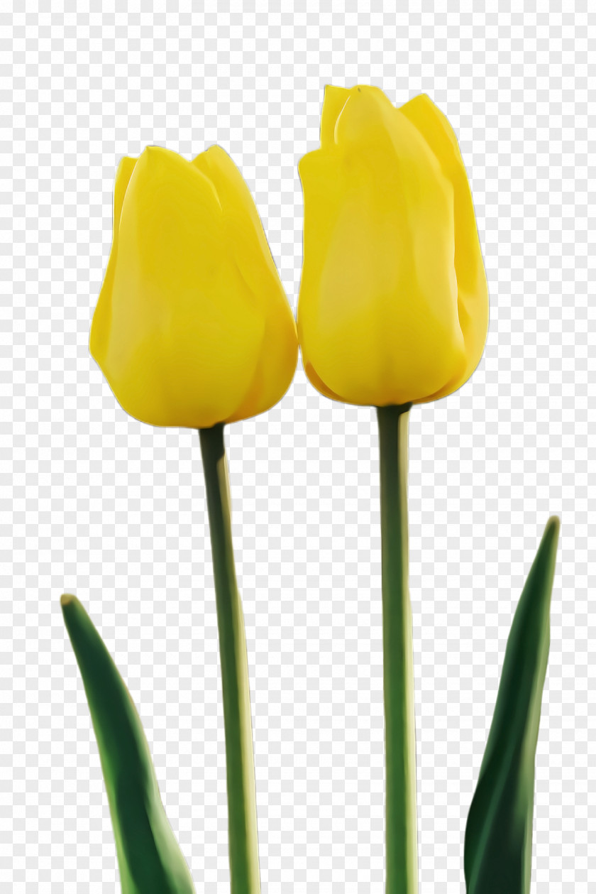 Lily Family Bud Yellow Tulip Flower Plant Petal PNG
