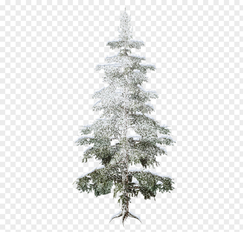 Forest Spruce Christmas Tree Fir PNG