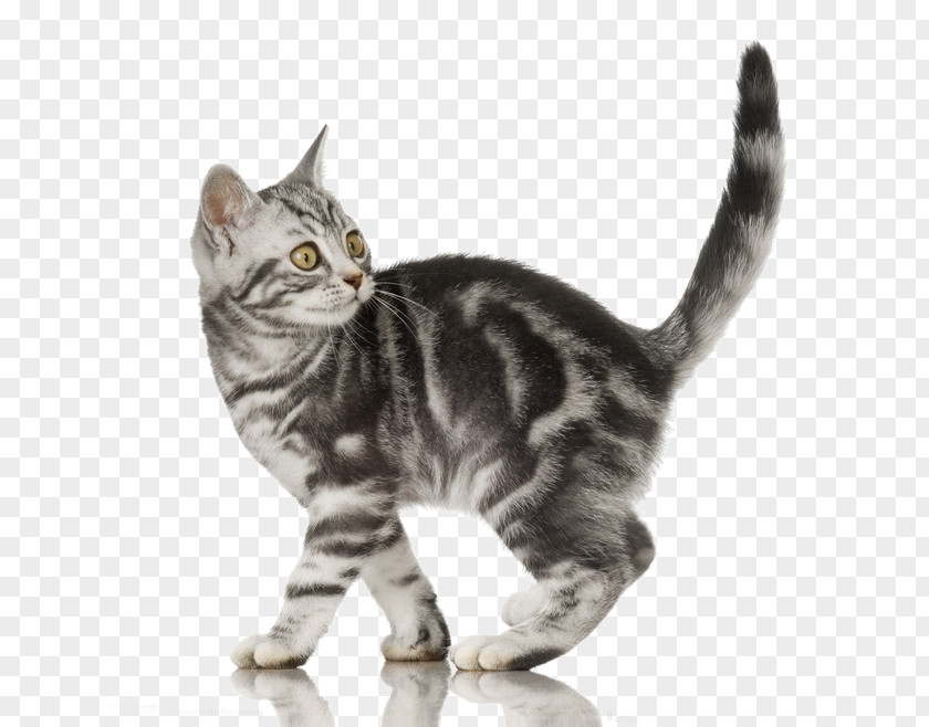 Pet Kitten American Shorthair British Oriental Persian Cat Exotic PNG