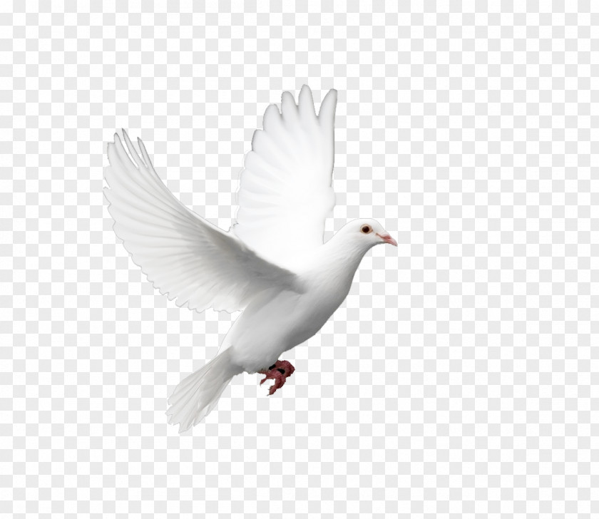 Pigeon Domestic Columbidae Doves As Symbols Holy Spirit PNG