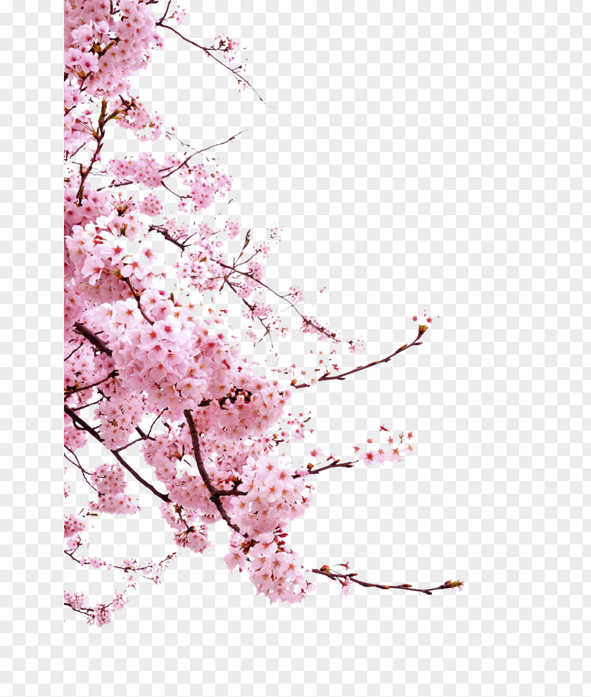 Pink Cherry Branches Decoration Blossom Cerasus Icon PNG