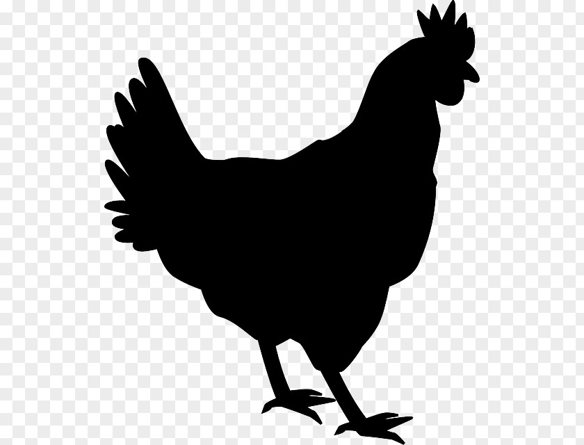 Silhouette Silkie Shamo Chickens Rooster Clip Art PNG