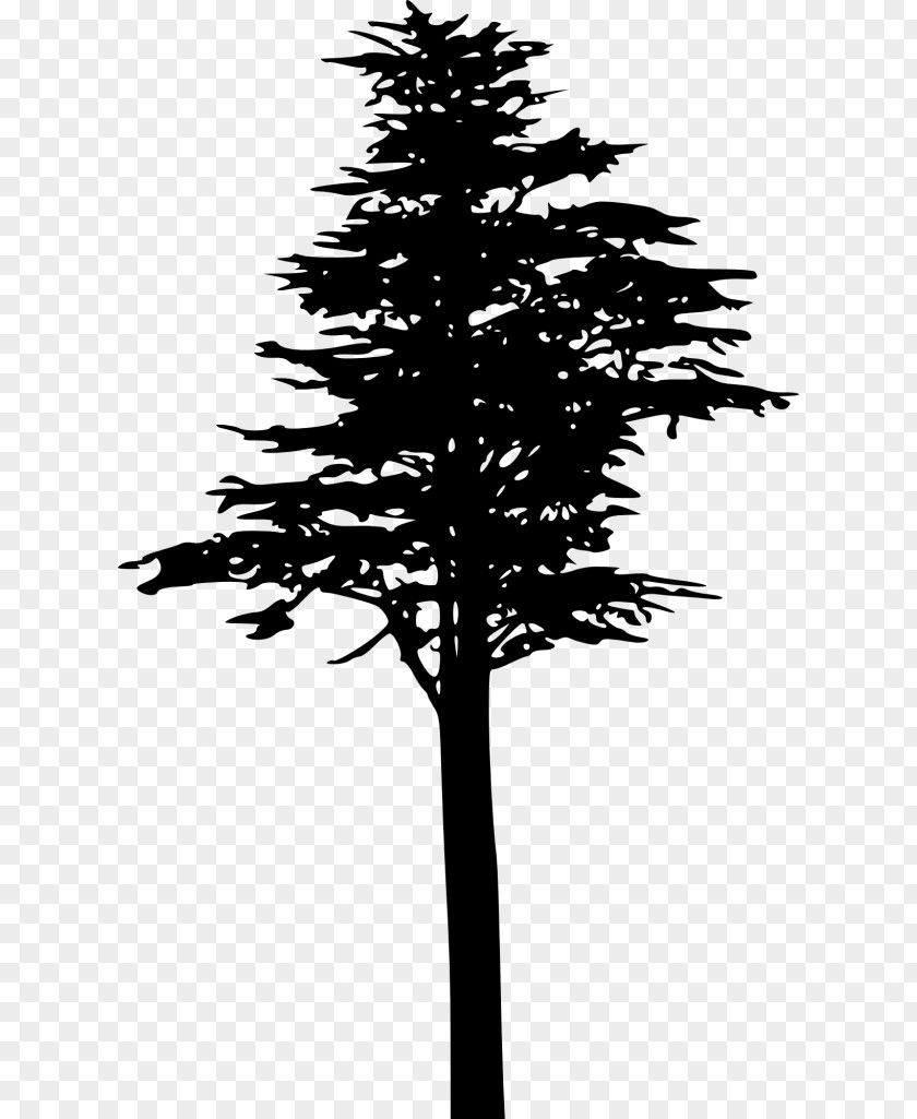 Tree Fir Spruce Lodgepole Pine Conifer Cone Conifers PNG