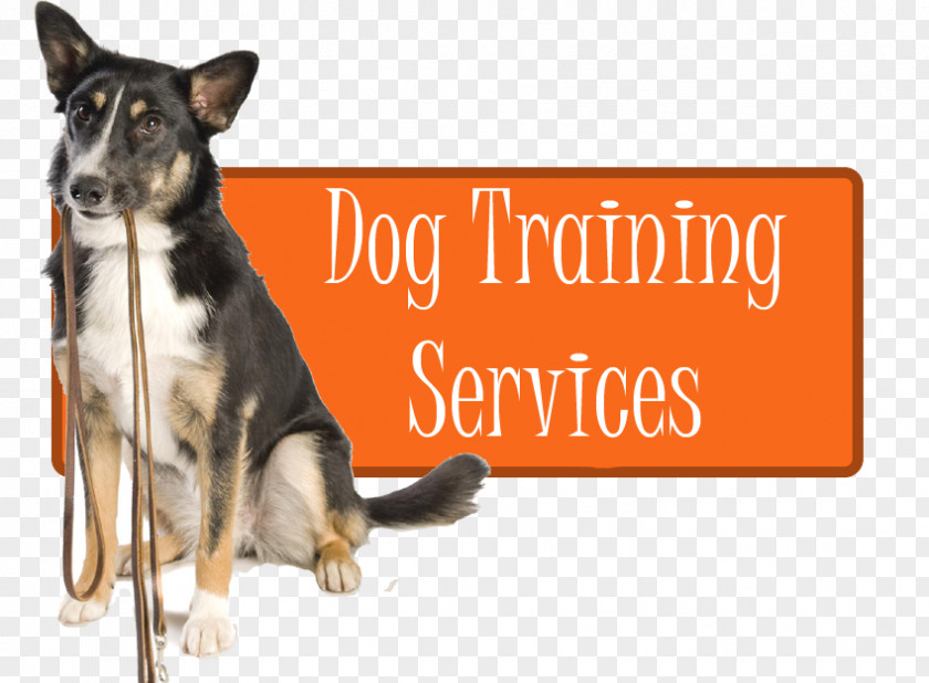 Dog Breed Training Obedience Trial Dinosaur Planet PNG