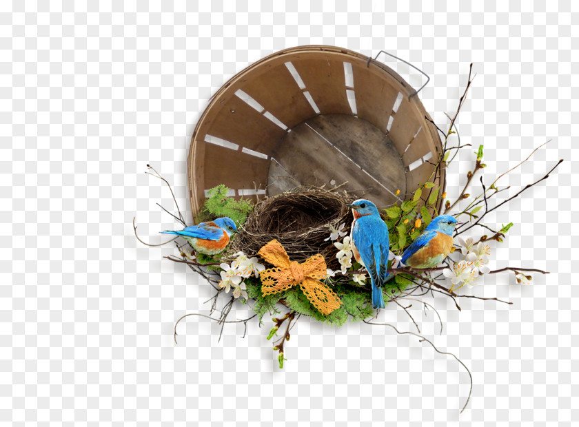 Pretty Bird's Nest Bird PNG